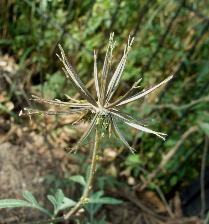 Bidens bipinnata